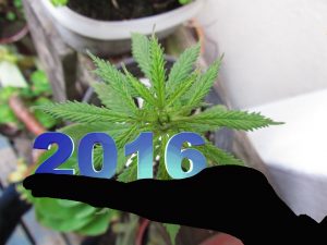 Top of marijuana plant with 2016 graphic over plant